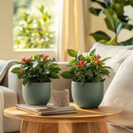 Crown Of Thorns - Euphorbia 'milii' - Height 25-35cm - ⌀13cm | Set of 1 | Pink