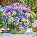 Hydrangea Macrophylla Tabletensia Duo - 10.5cm pots | Set-of-2 | Pink & Purple