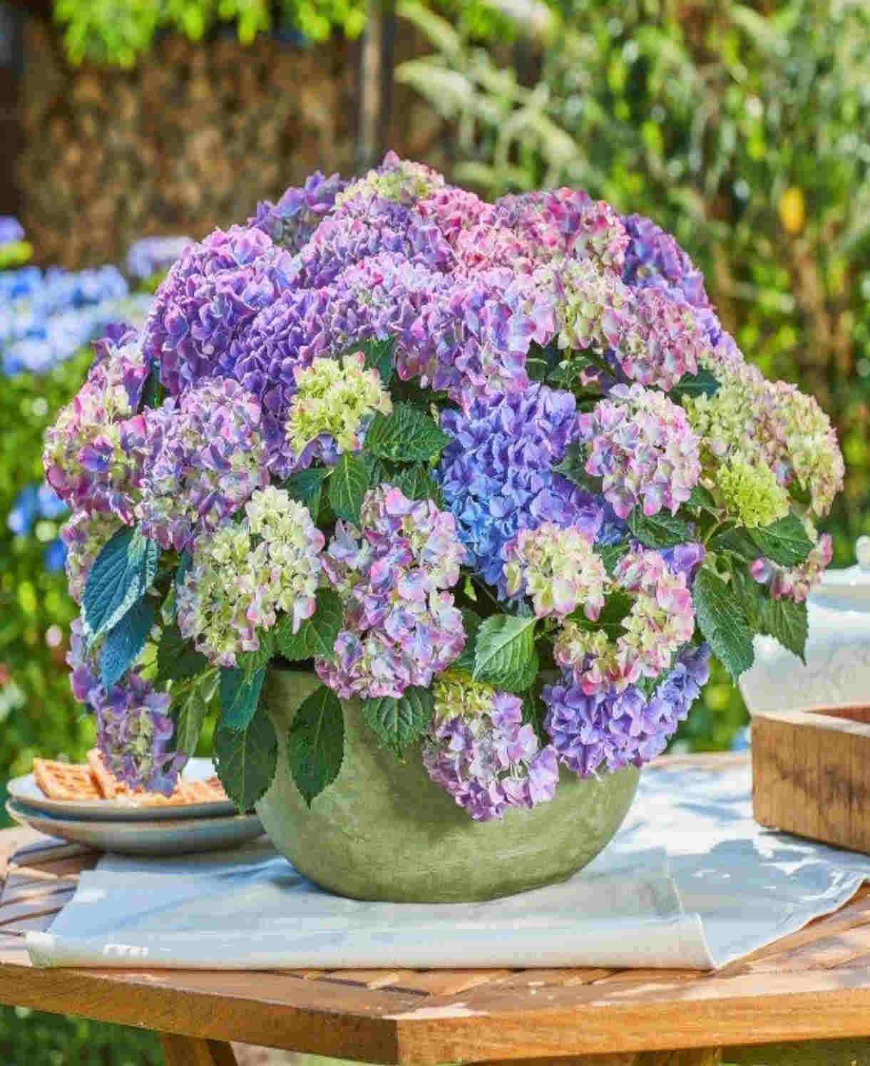 Hydrangea Macrophylla Tabletensia Duo - 10.5cm pots | Set-of-2 | Pink & Purple
