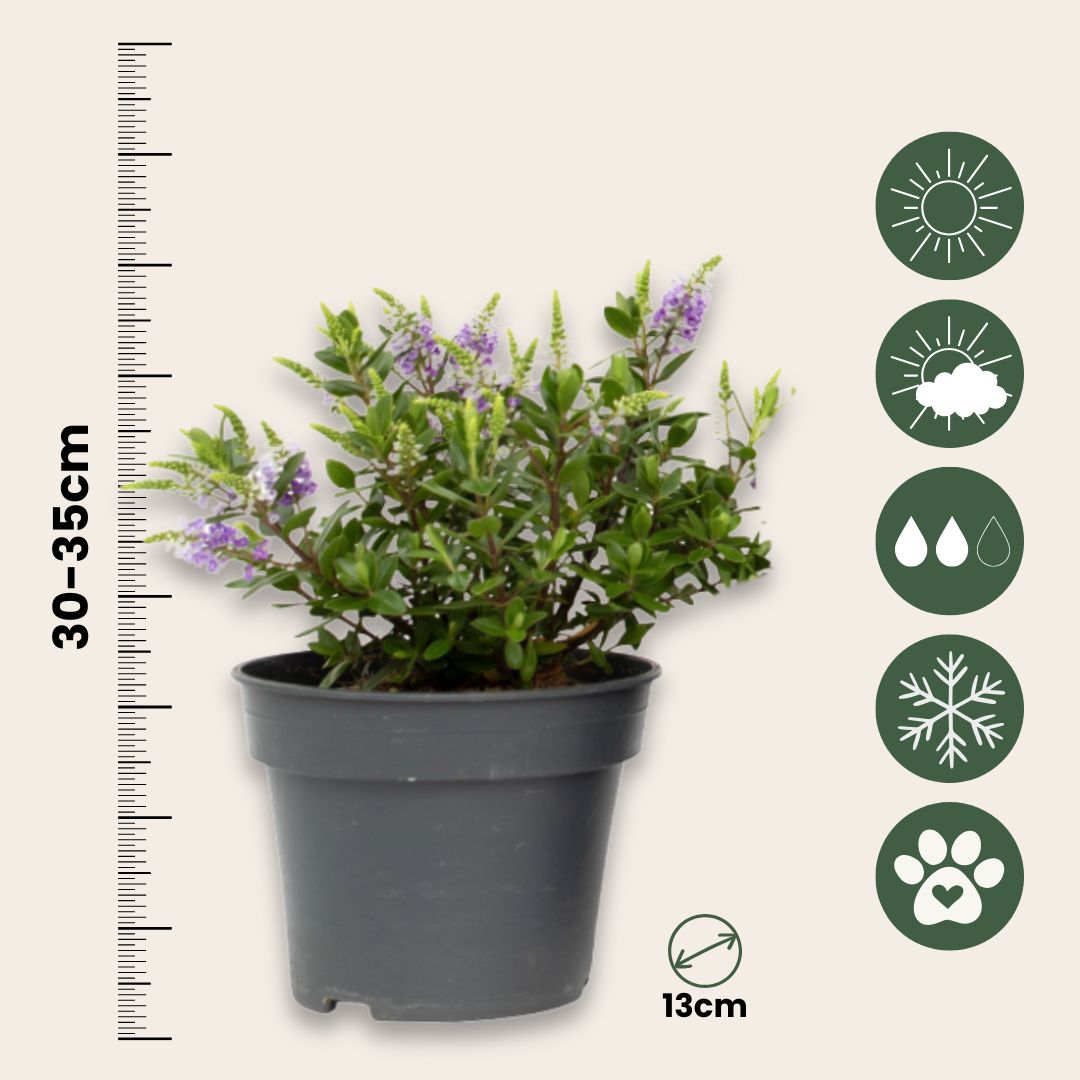 Evergreen Shrub - 3 Pcs. - Hebe All Blooms 'siara' - Height 30-35cm - ⌀13cm | Set of 3 | Blue