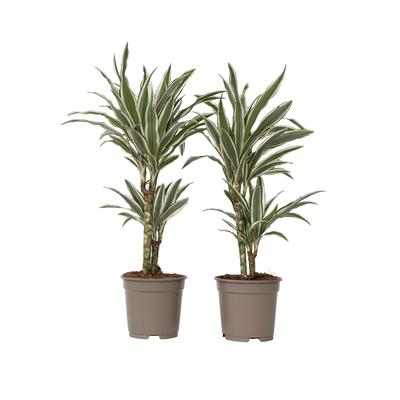 Dragon Tree - 2 Pcs. - Dracaena Deremensis 'white Stripe' - H60-70cm - ⌀17cm | Set of 2 | Green