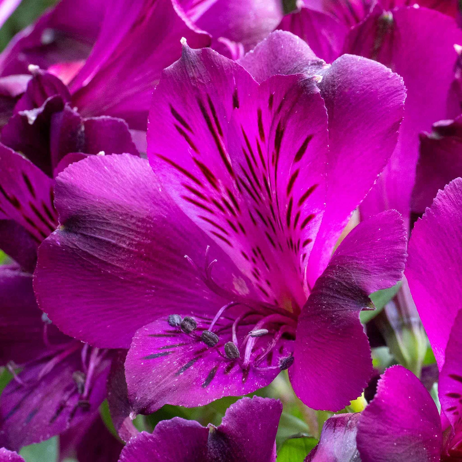 Alstroemeria 'inticancha Paraiso' Deep Purple Compact Perennial 75cm | 3 x Jumbo Plugs | Purple
