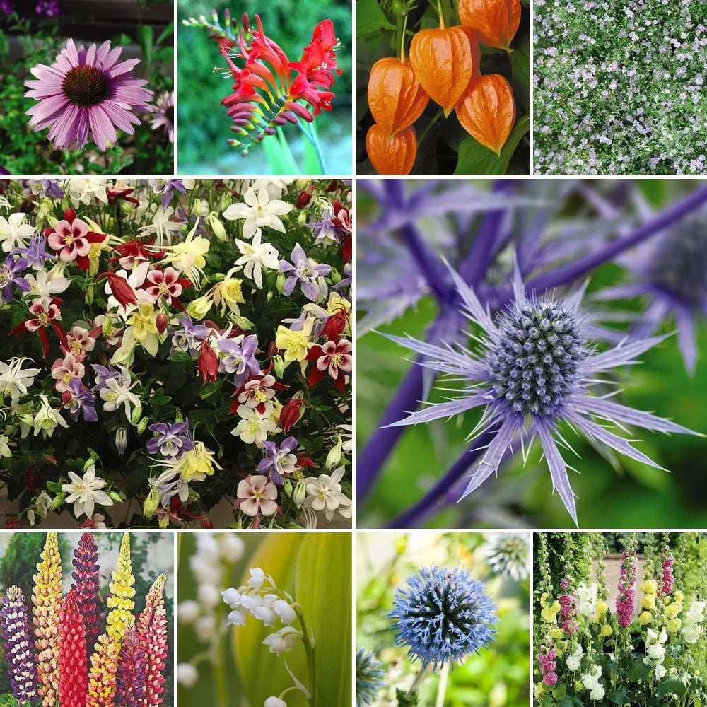 Everlasting Perennial Collection | Set of 90 | Mixed