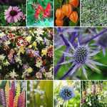 Everlasting Perennial Collection | Set of 60 | Mixed