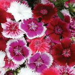 Dianthus Pinks Festival Mixed Garden Ready Plants | 12 x Garden Ready Plants