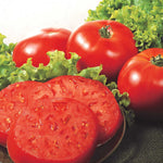 Tomato Seeds Outdoor Collection | Set of 4