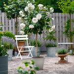 Palace Rose - Height 80-100cm - ⌀19cm | Set of 2 | White