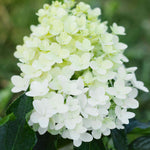 Hydrangea Paniculata Hercules - 12cm pots | Set-of-1 | White