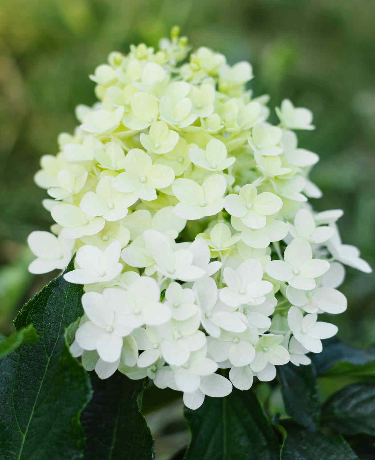 Hydrangea Paniculata Hercules - 12cm pots | Set-of-1 | White