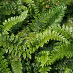 Japanese Lace Fern (evergreen, Rhs Agm) | 1 x 9cm | Green