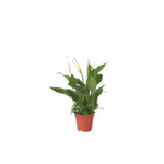Peace Lilly - Spathiphyllum 'torelli' - Height 30-45cm - ⌀12cm | Set-of-1 | White