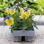 Pansy 'matrix Morpheus' - Garden Ready Plugs | Set of 12