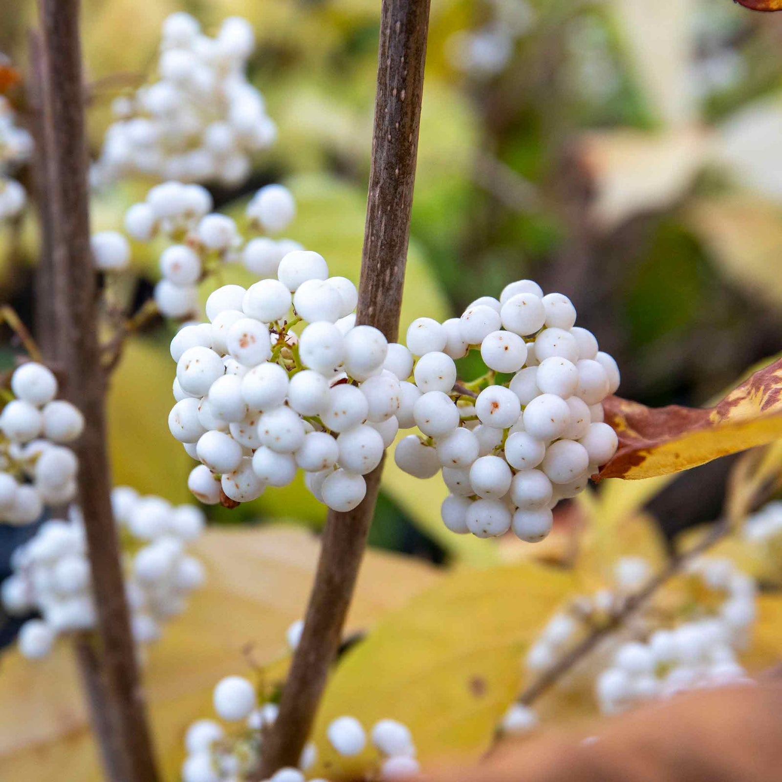 Callicarpa Bodinieri 'snowqueen' Shrub | 1 x 3L | White