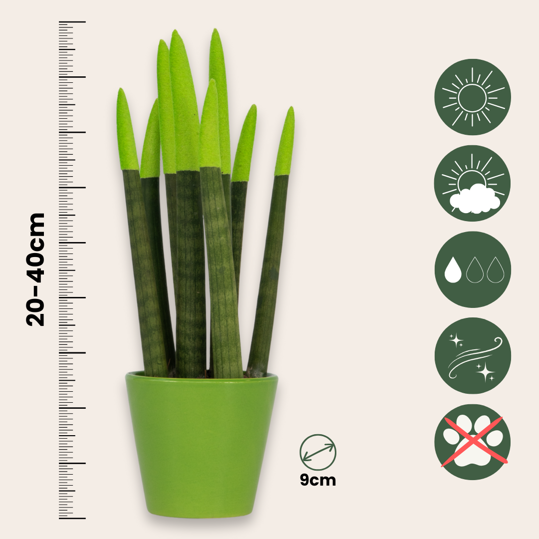 Snake Plant Velvet Touch - Sansevieria Cylindrica - Height 20-40cm - ⌀9cm | Green