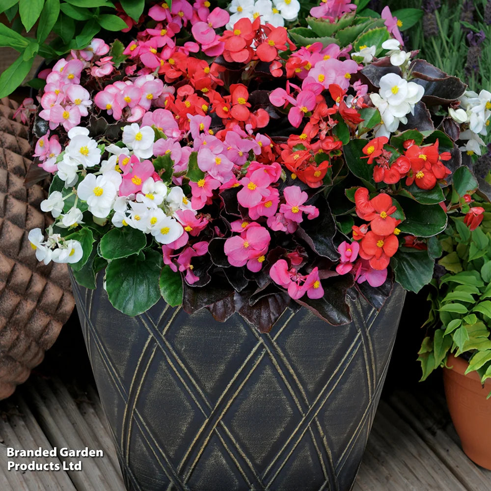 Begonia Organdy Mixed (t&ms Choice) Garden Ready Plants | 24 x Garden Ready Plants