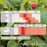 Primocane Raspberry Collection — Rhs Award Winners (6 Canes) | Set of 6