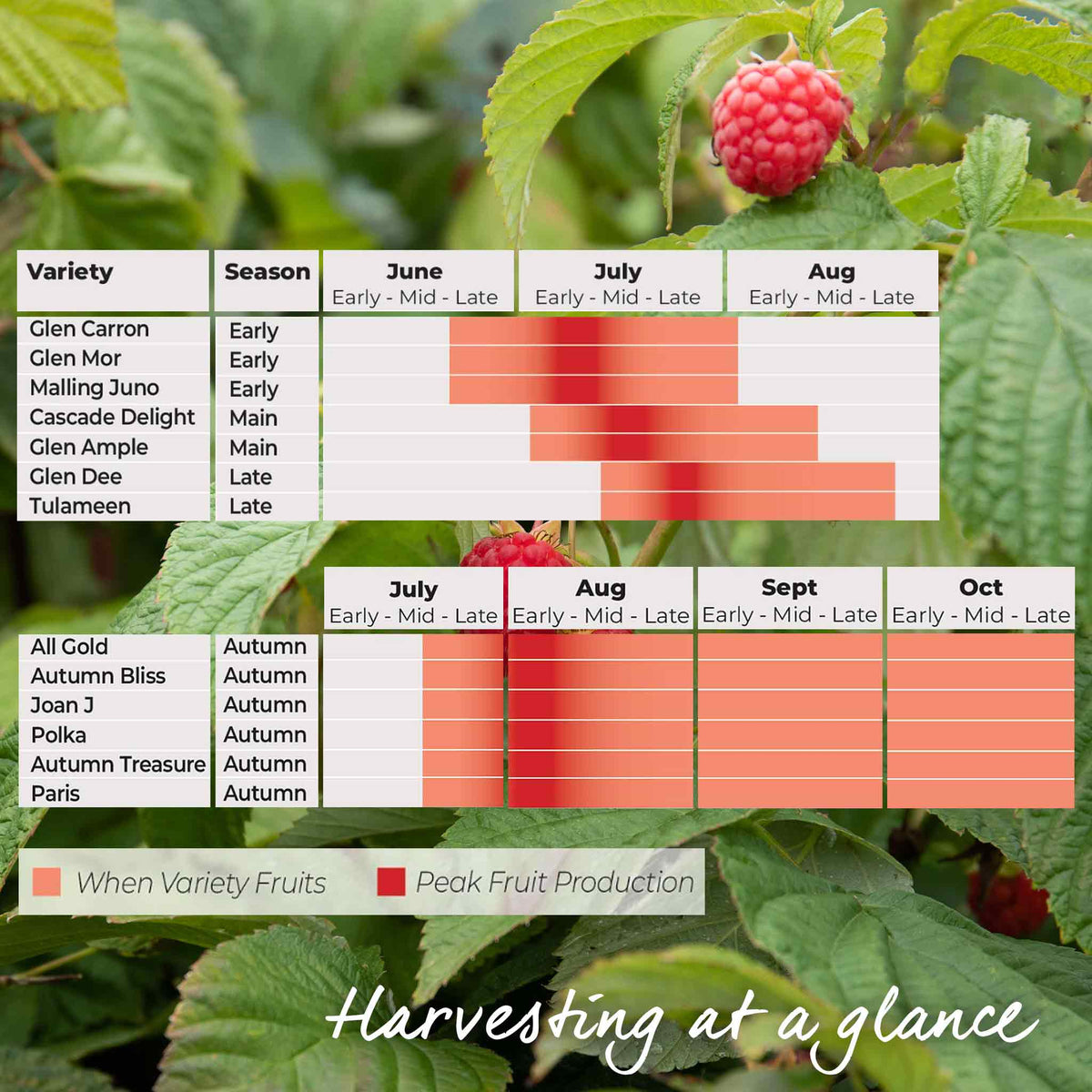 Thornless Raspberry 'joan J' - Compact Autumn-fruiting Primocane Bare Roots | Set of 5 | Scarlet