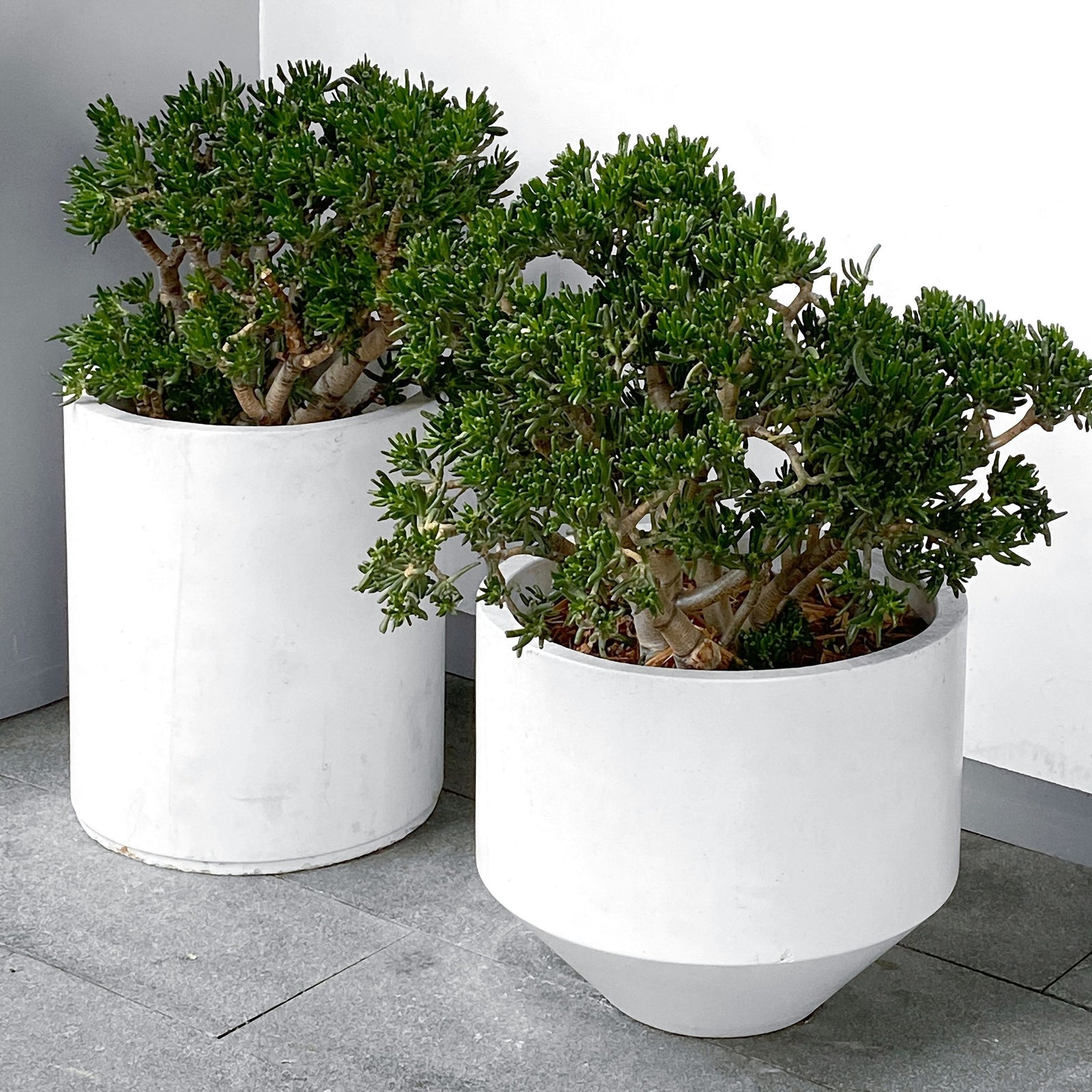 Jade Plant - Crassula Ovata 'minor' - Height 45-50cm - ⌀23cm | Set of 1 | Green
