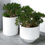 Jade Plant - Crassula Ovata 'minor' - Height 60-65cm - ⌀30cm | Set of 1 | Green