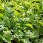 Beetroot 'chioggia' F1 Hybrid Seedlings | 12 x Pro Grower Plugs | White