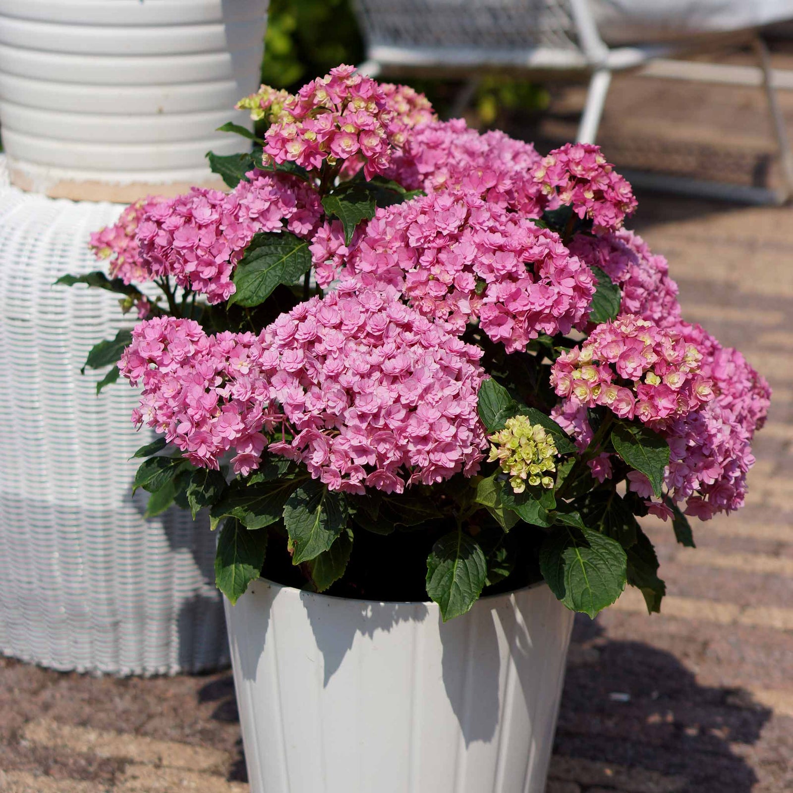 Hydrangea 'together' Double-flowering Shrub | 1 x 3L | Pink