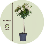 Palace Rose - Height 80-100cm - ⌀19cm | Set of 2 | White