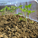 Mini Greenhouse Cloche (1 Cloche, 2 Ends + Stakes)