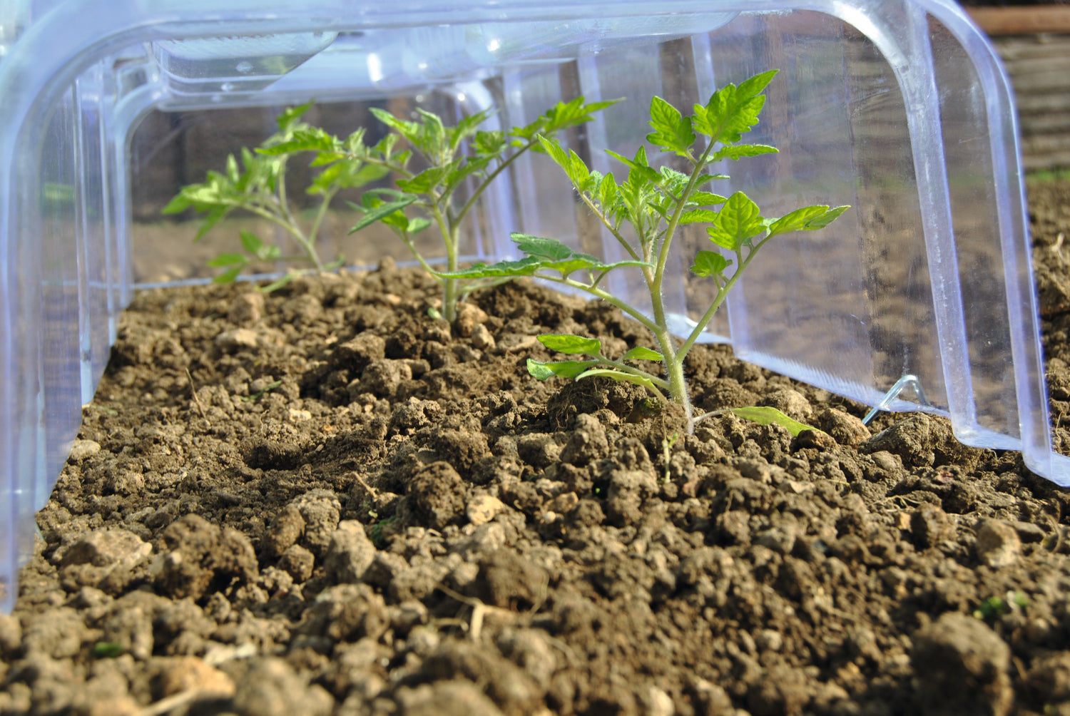 Mini Greenhouse Cloche  2  (2 Cloche, 4 Ends + Stakes)