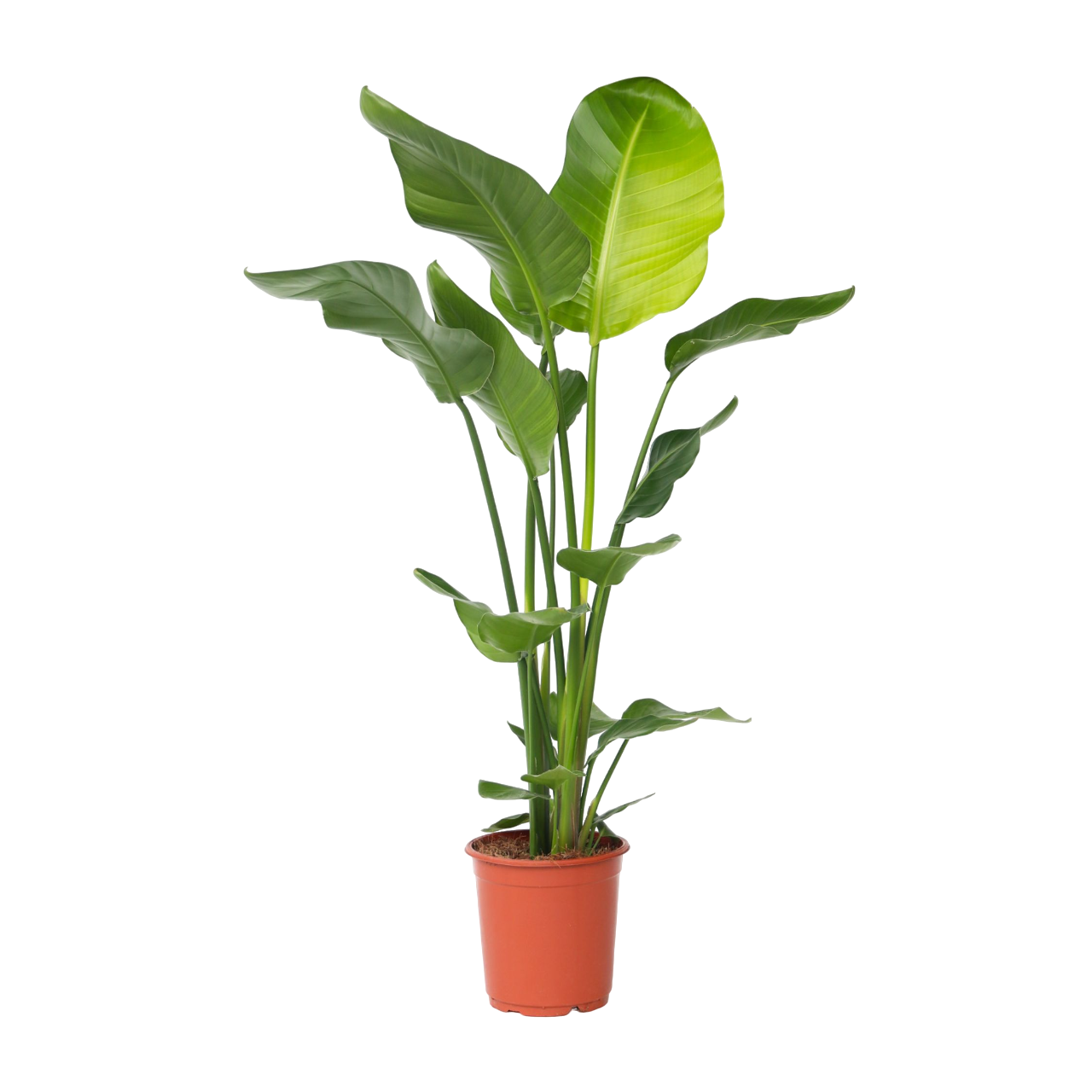 Giant Bird Of Paradise - Strelitzia Nicolai - Height 90-110cm - ⌀21cm | Set-of-1 | Green