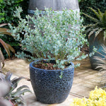 Eucalyptus Gunnii 'azura' Compact Silver-blue Evergreen For Pots And Borders Plant | 1 x 3L | Blue