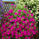 Petunia Surfinia Collection Mixed Trailing Varieties | 12 x Plug Plants | Multi