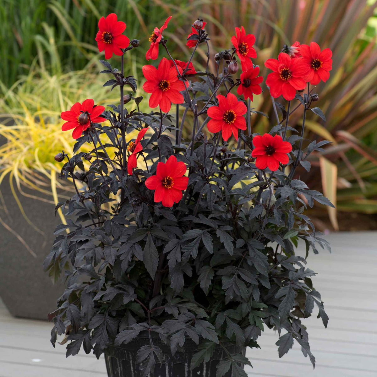 Dahlia 'mystic Enchantment' Compact Red Bedding Dahlia Jumbo Plug Plants | Set of 3 | Red