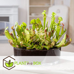 Pitcher Plant - 3 Pcs. - Sarracenia Purpurea - Height 10cm - ⌀5,5cm | Set of 3 | Green