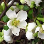 Chaenomeles Jet Trail Japanese Quince Flowering Garden Shrub Plants Pack Of 3