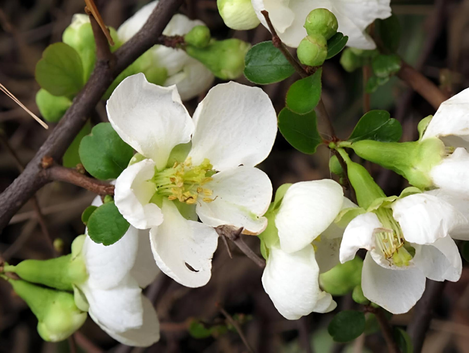 Chaenomeles Jet Trail Japanese Quince Flowering Garden Shrub Plants Pack Of 3