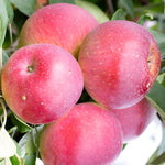 Apple Tydemans Early Worcester Fruit Tree 6ft Tall Supplied In A 12 Litre Pot