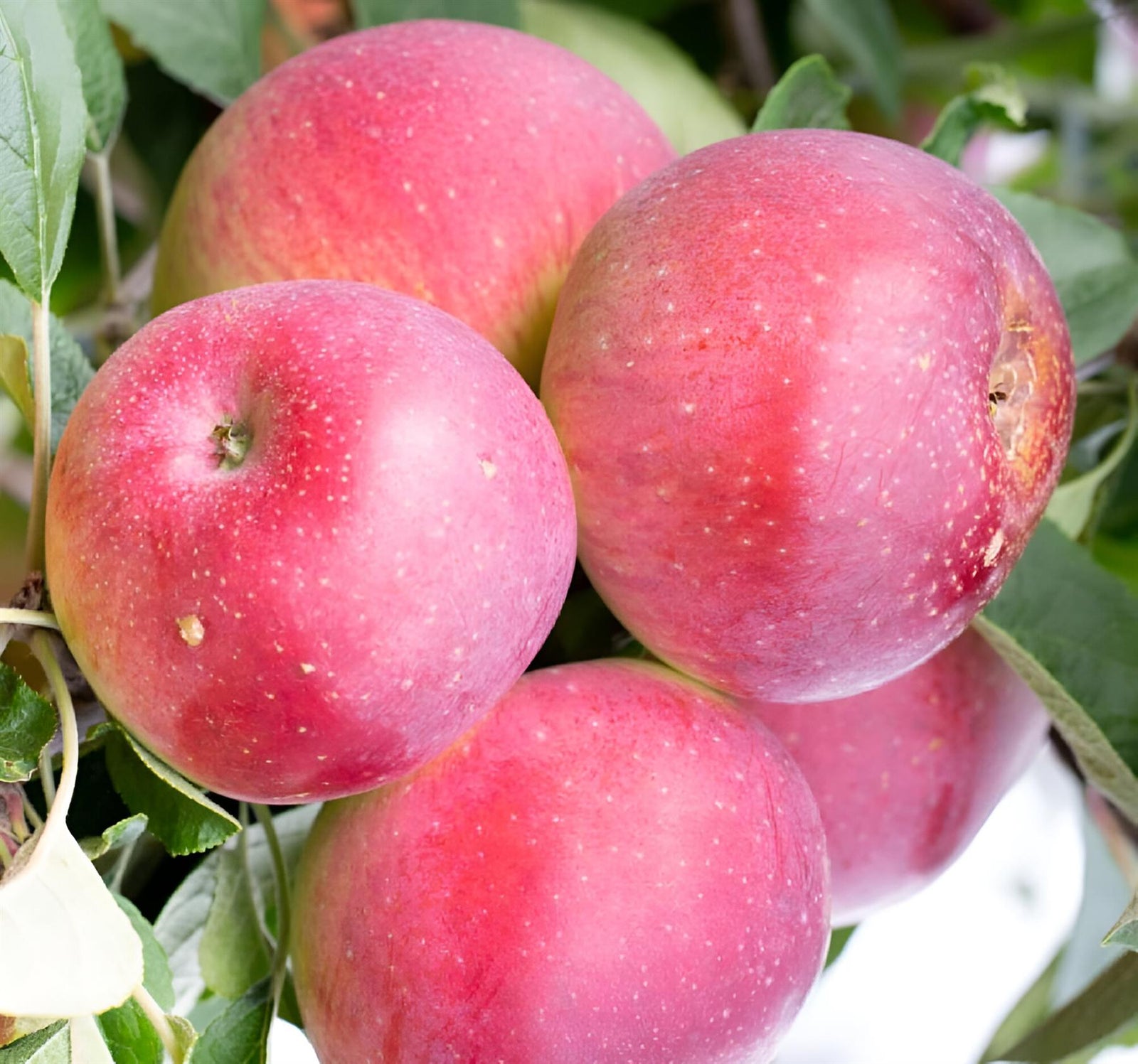 Apple Tydemans Early Worcester Fruit Tree 6ft Tall Supplied In A 12 Litre Pot