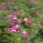 Salvia 'luscious Lips Collection' - 9cm Pots. | 3 x 9cm | Multi