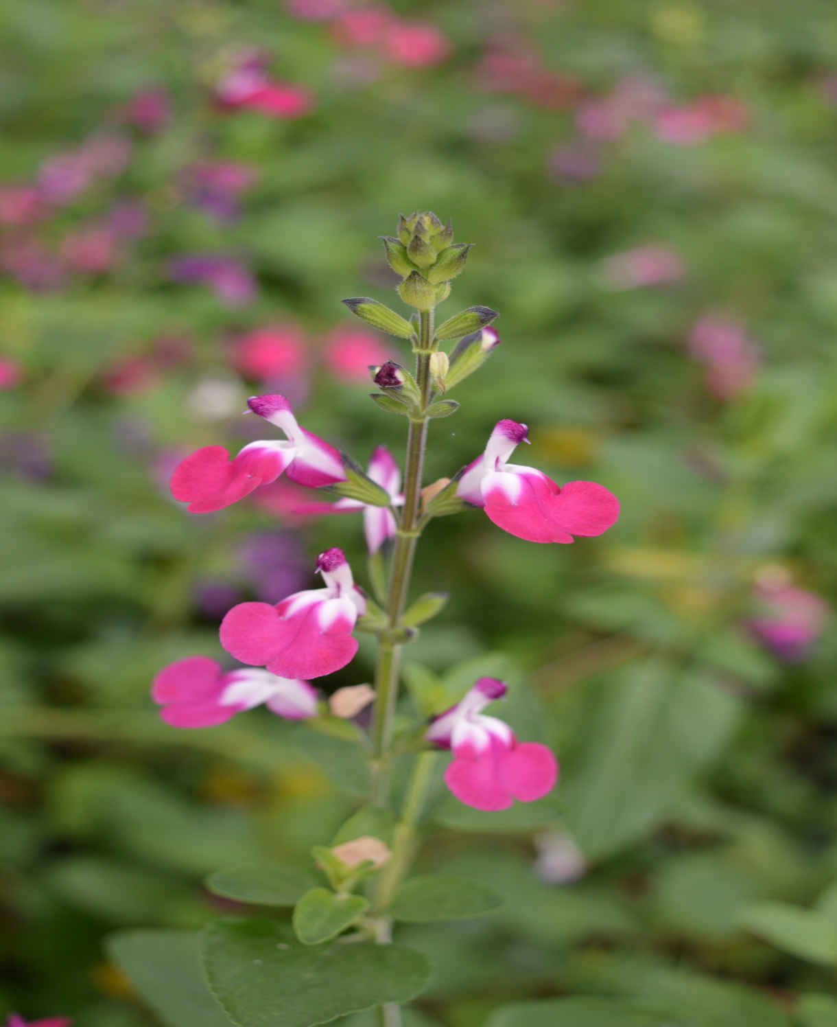 Salvia 'luscious Lips Collection' - 9cm Pots. | 3 x 9cm | Multi