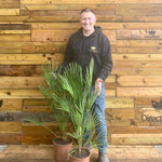 Chamaerops European Fan Palm Tree 3ft Plant In A 7.5 Litre Pot