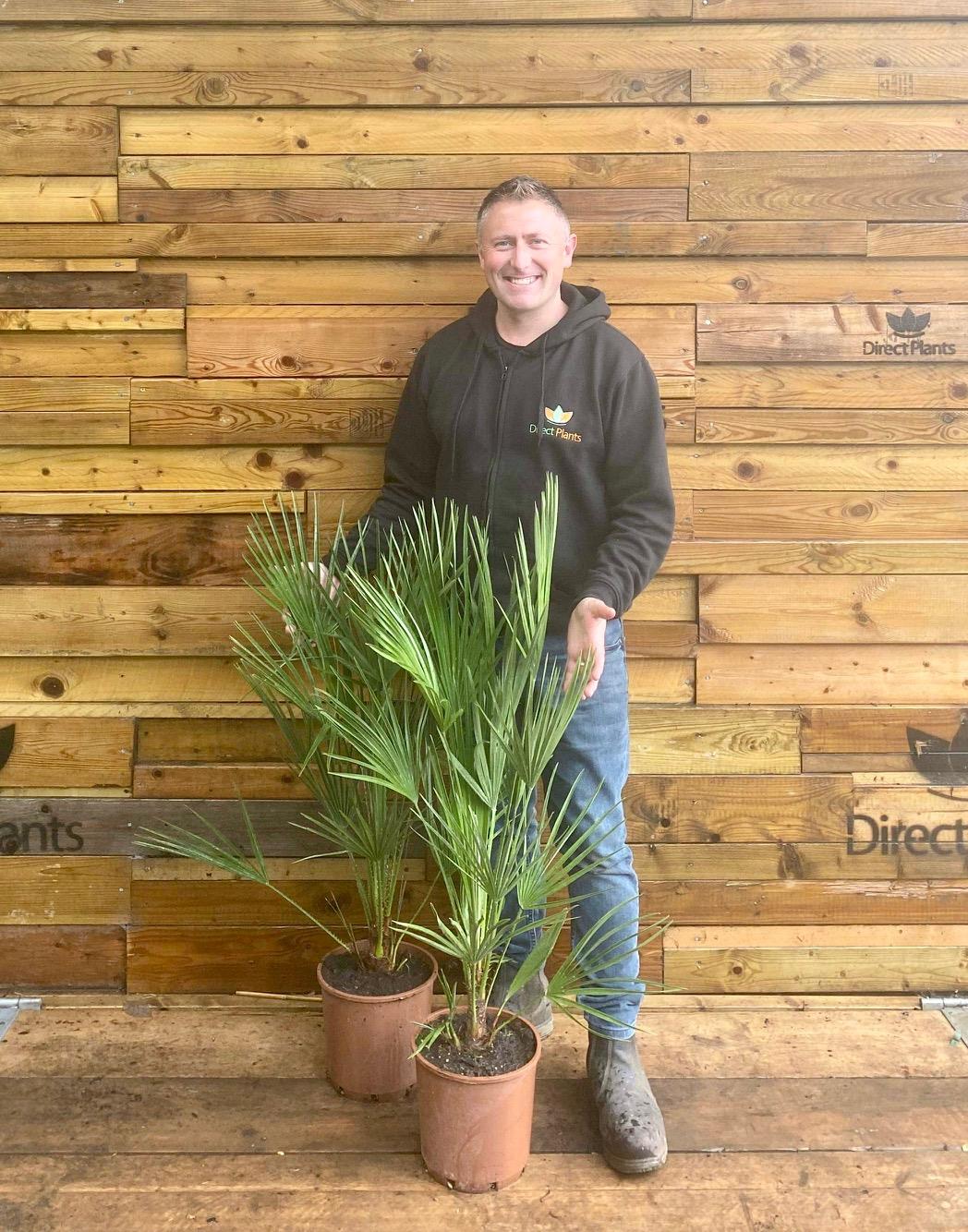 Chamaerops European Fan Palm Tree 3ft Plant In A 7.5 Litre Pot