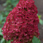 Hydrangea Paniculata Fraise Melba - 9cm pots | 1 x 9cm | Pink & White