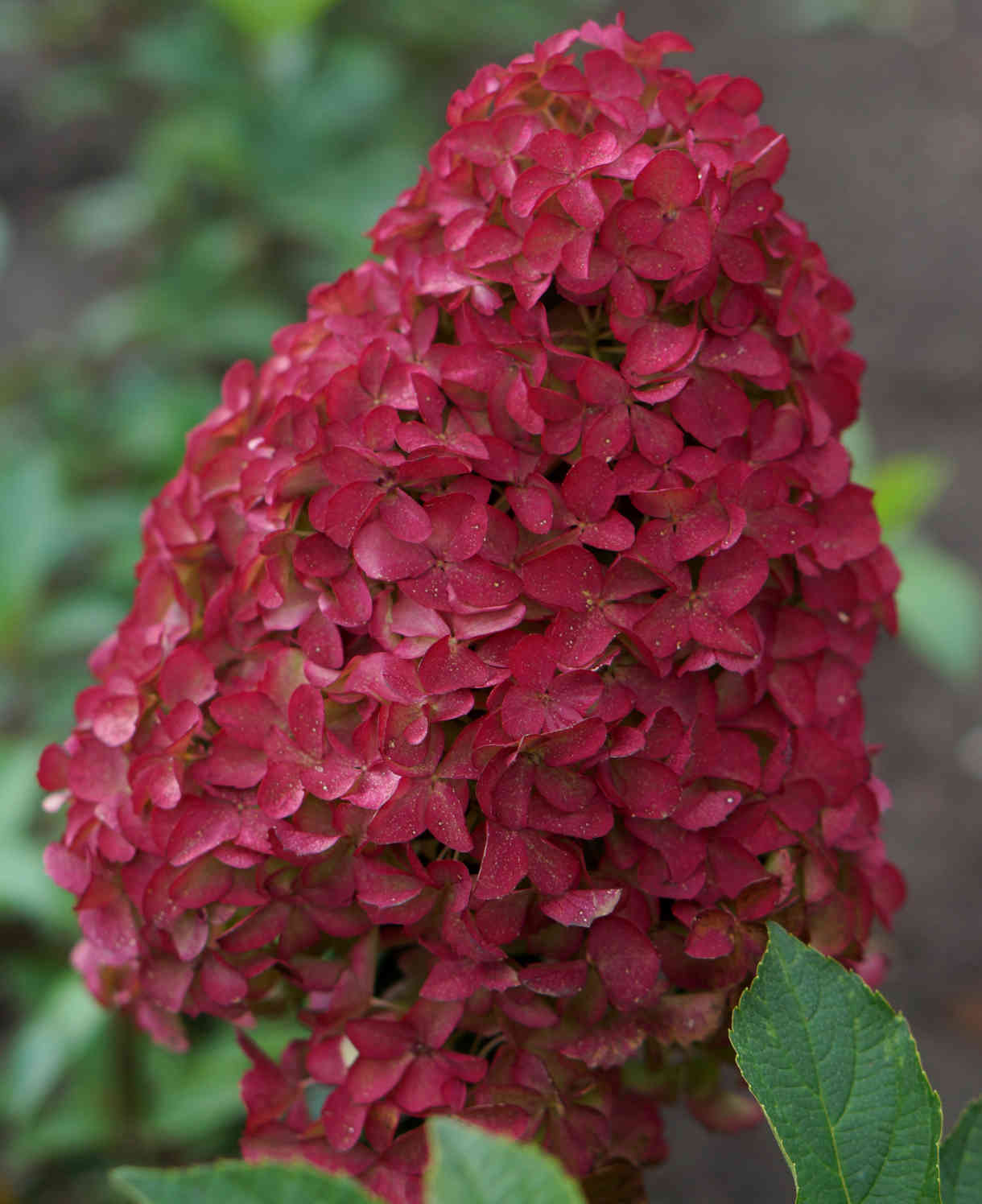 Hydrangea Paniculata Fraise Melba - 9cm pots | 1 x 9cm | Pink & White