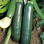 Courgette 'sure Thing' — No Pollination Needed, Powdery Mildew Resistant | 3 x Jumbo Plugs | Green