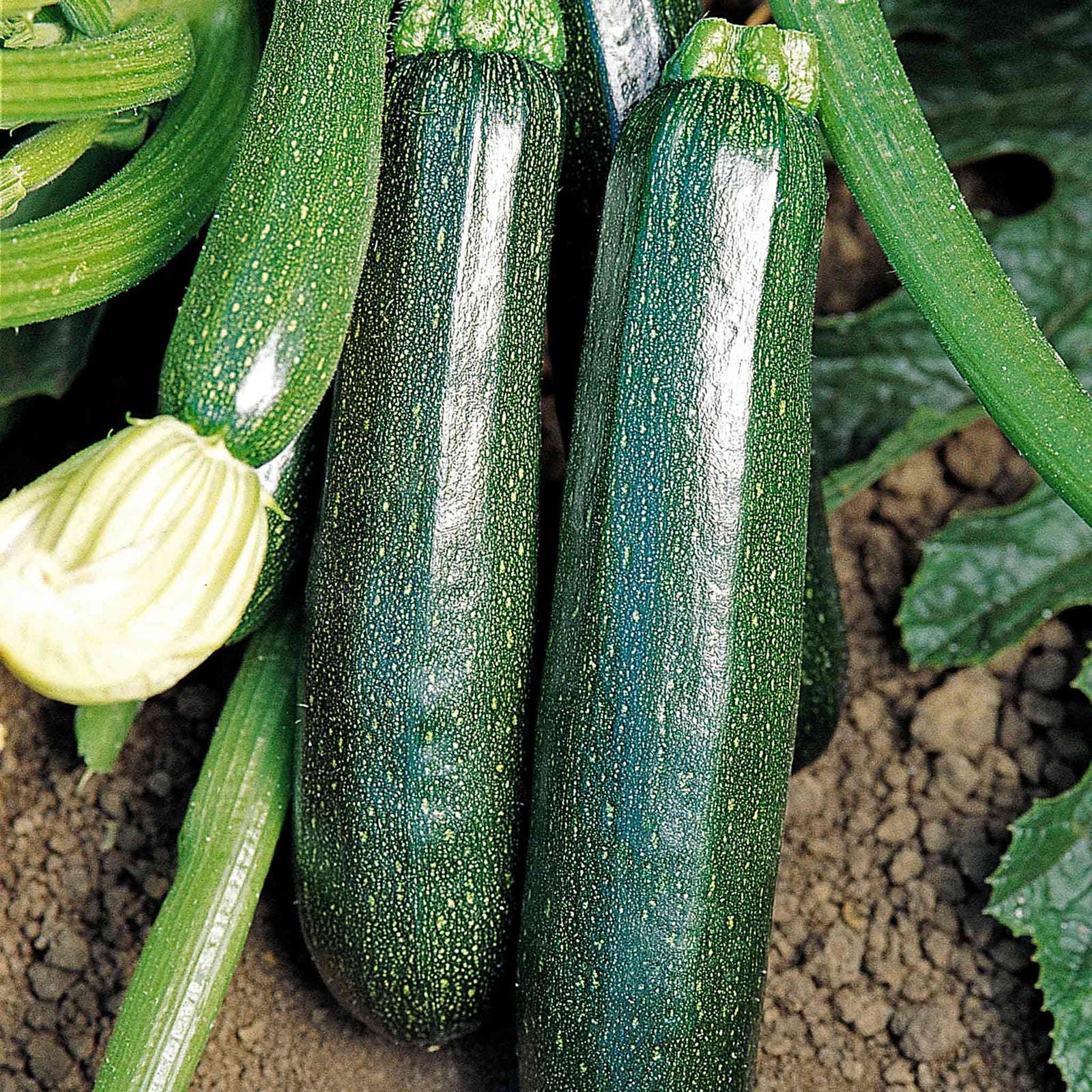 Courgette 'sure Thing' — No Pollination Needed, Powdery Mildew Resistant | 3 x Jumbo Plugs | Green