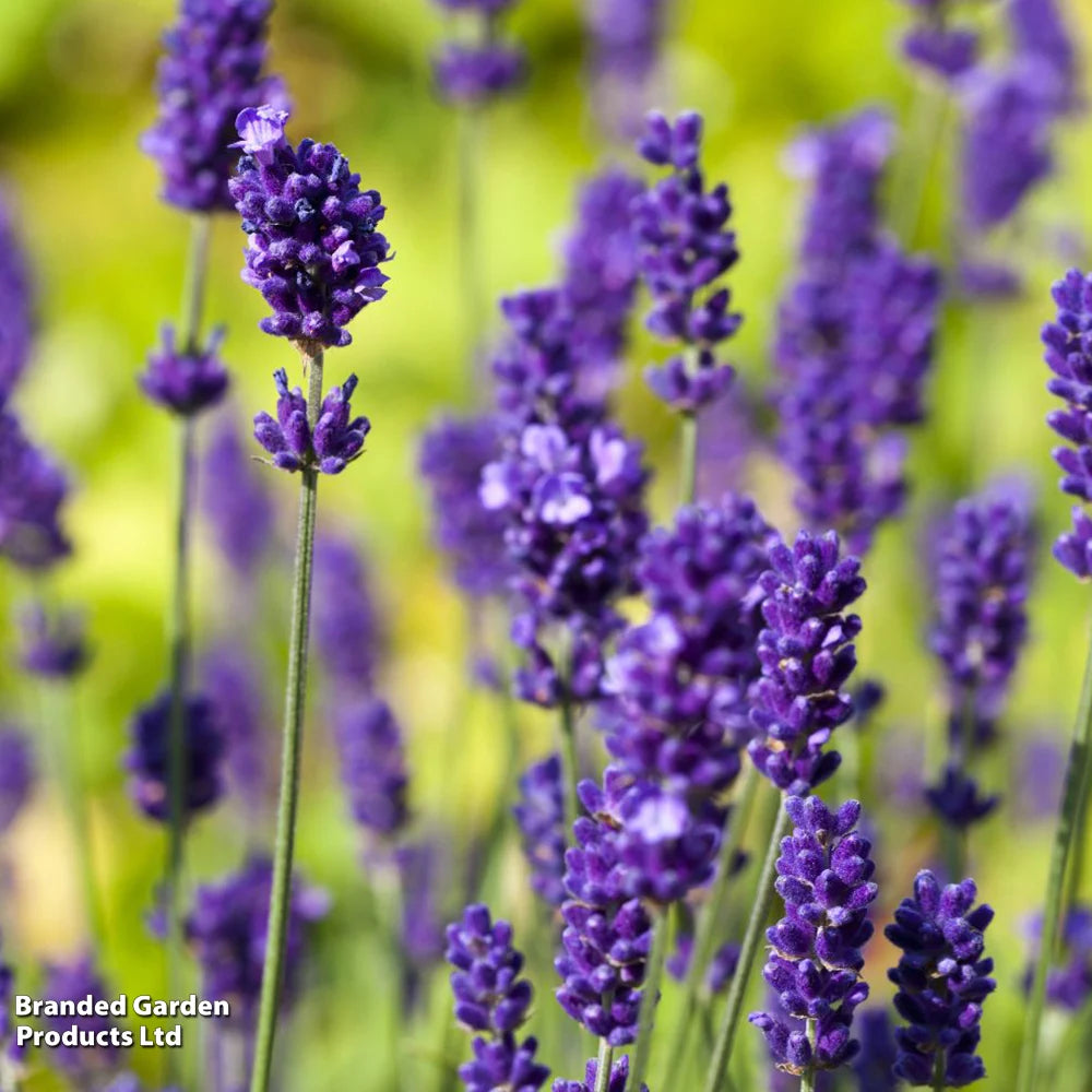 Lavender English Plants | Set of 20