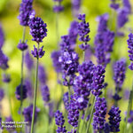 Lavender English Plants | Set-of-5