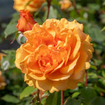 Rose 'golden Beauty' Floribunda (golden-orange, Rhs Agm) | 1 x Bare Root | Orange