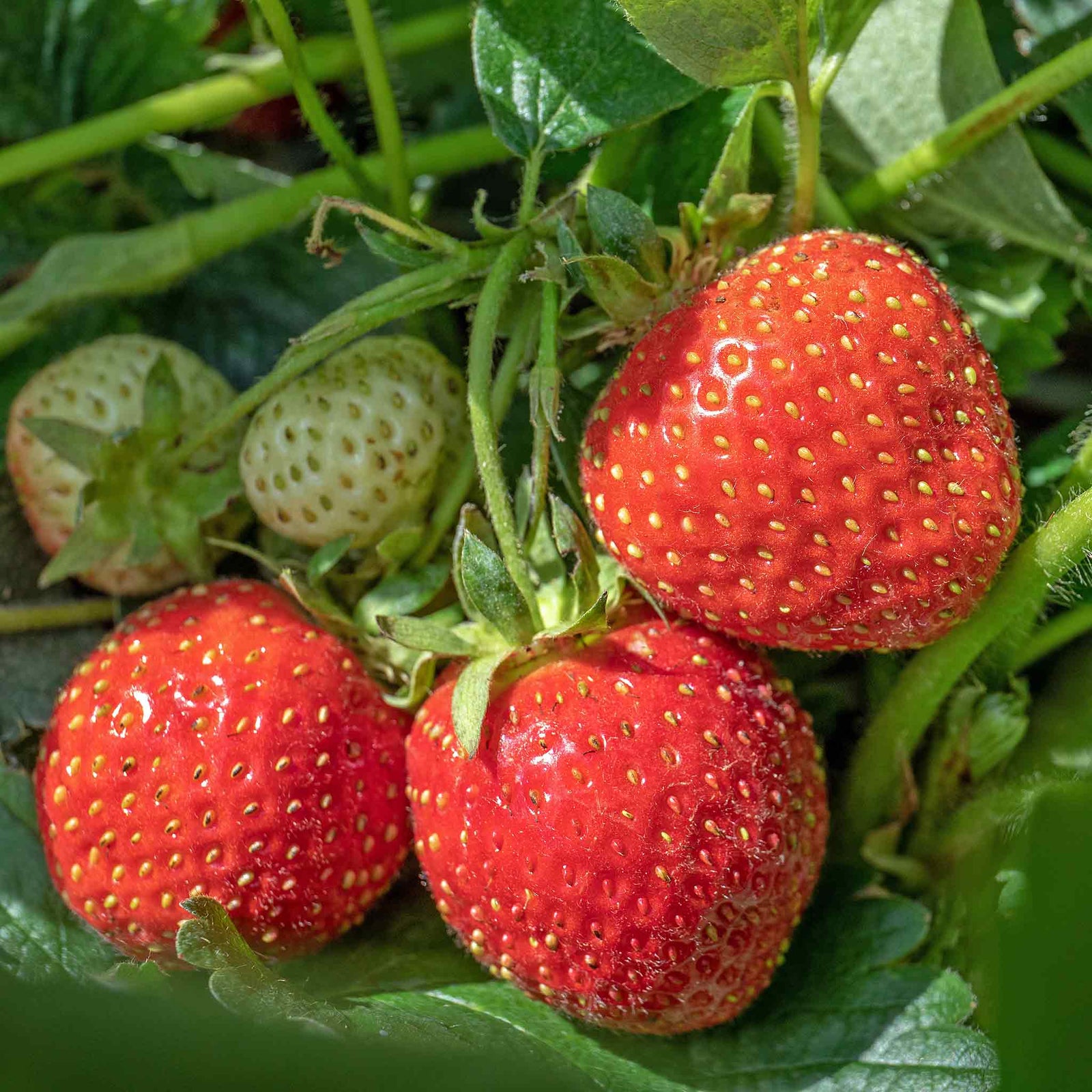 Strawberry Plant 'christine', Early Main-season, Vigorous, Disease-resistant | 10 x Bare Root | Red