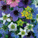 Love-in-a-mist Allsorts Nigella Seeds, Mixed Colours Seeds | 350 Seeds